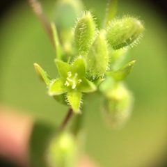 Stellaria apetala