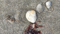 Anadara kagoshimensis