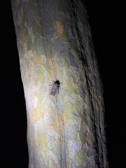 Yezoterpnosia obscura