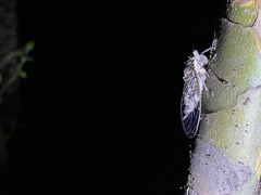 Yezoterpnosia obscura