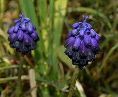 Muscari commutatum