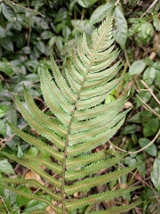 Dryopteris cycadina