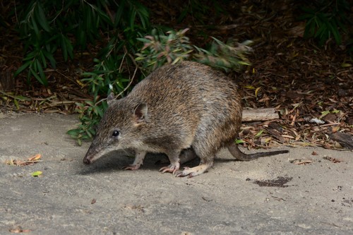 Southern Brown Bandicoot, photo 4 of 10