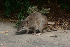 Southern Brown Bandicoot photo 3