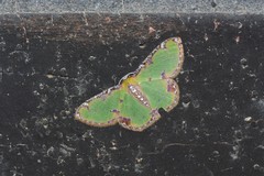 Eucyclodes buprestaria