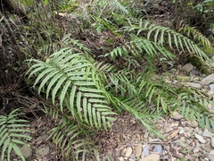Menisciopsis penangiana