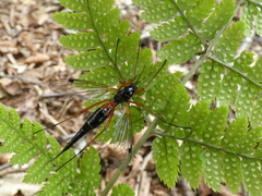 Tanyptera atrata