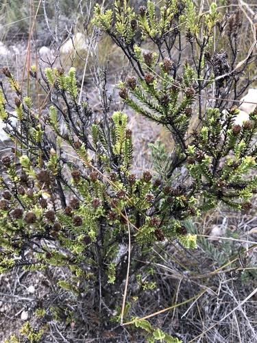 Image of Oedera uniflora by (c) Charleen Brunke, some rights reserved (CC BY)