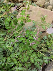 Corydalis sheareri
