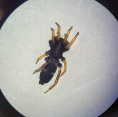 Aphantaulax cincta
