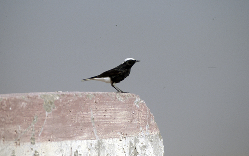 White-crowned Wheatear