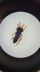 Aphantaulax cincta