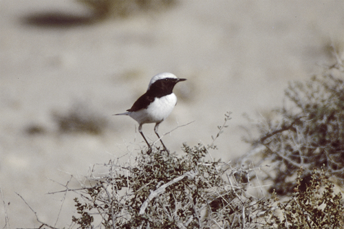 Maghreb Wheatear