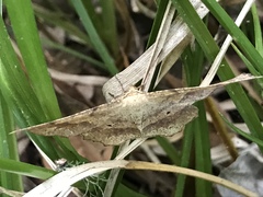 Euchlaena deplanaria