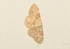Scopula luridata