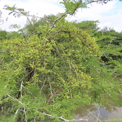 Tapinanthus