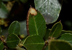 Stigmella alaternella