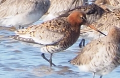 Limosa limosa