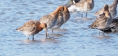 Limosa limosa