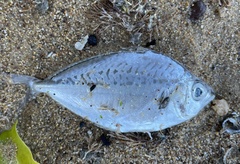 Leiognathidae