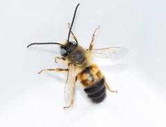 Eucera nigrilabris
