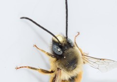 Eucera nigrilabris