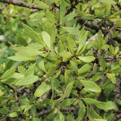 Tapinanthus