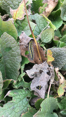 Callimorpha dominula