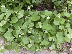 Tilia