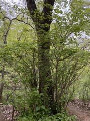Tilia