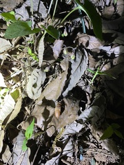 Yezoterpnosia obscura