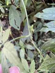 Gynostemma pentaphyllum