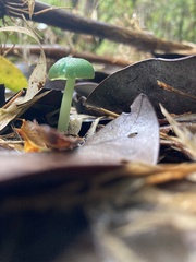 Entoloma necopinatum