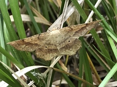 Euchlaena deplanaria