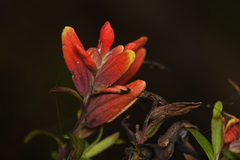 Castilleja quirosii