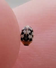 Psyllobora parvinotata