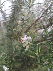 Diabrotica speciosa