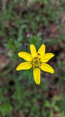 Bidens ostruthioides
