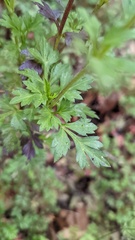 Bidens ostruthioides