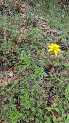 Bidens ostruthioides