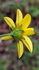 Bidens ostruthioides