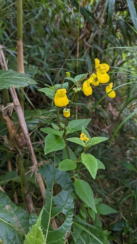 Calceolaria irazuensis (Calceolaria irazuensis)