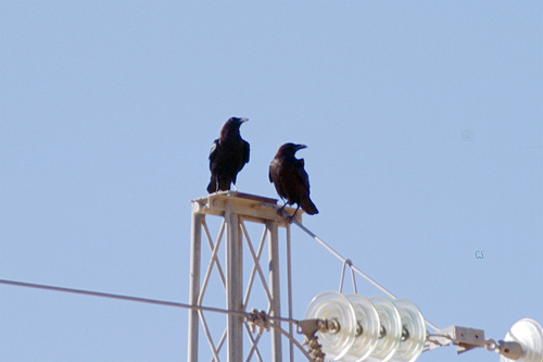 Brown-necked Raven