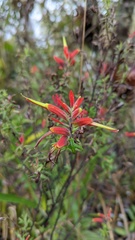 Castilleja quirosii