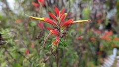 Castilleja quirosii