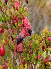 Brachyotum jamesonii