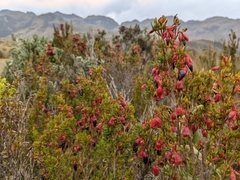Brachyotum jamesonii