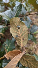 Quercus costaricensis