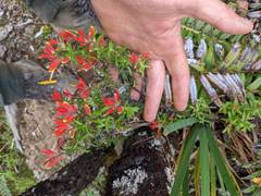 Castilleja quirosii