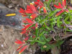 Castilleja quirosii